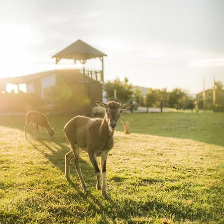 Hof Köhne - Altes - Bauernwohnung Apartment *